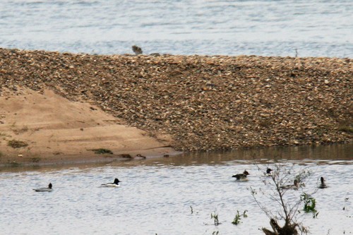 Scaly-sided Merganser