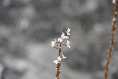 Stylidium diversifolium