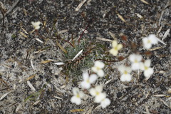 Stylidium piliferum