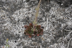 Stylidium diversifolium
