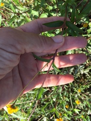 Acmella oppositifolia