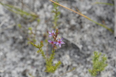 Calytrix leschenaultii