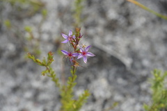 Calytrix leschenaultii