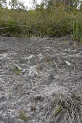 Stylidium diversifolium