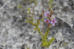 Calytrix leschenaultii