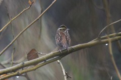 Emberiza chrysophrys