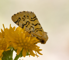 Chrysoecia atrolinea