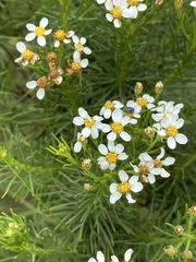 Eumorphia swaziensis