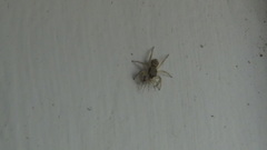 Menemerus bivittatus