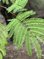 Albizia brevifolia
