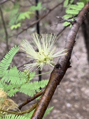 Albizia brevifolia