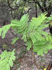 Albizia brevifolia
