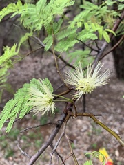Albizia brevifolia