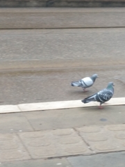 Columba livia domestica