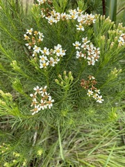 Eumorphia swaziensis