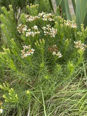 Eumorphia swaziensis