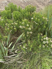 Eumorphia swaziensis
