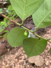 Bridelia micrantha
