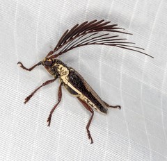 Piesarthrius marginellus