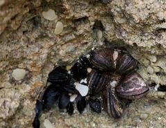 Brachidontes domingensis