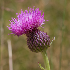 Cirsium grahamii