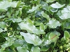 Zantedeschia aethiopica