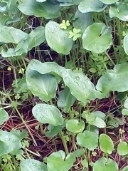 Zantedeschia aethiopica