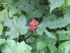 Rubus crataegifolius