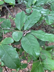 Artabotrys brachypetalus