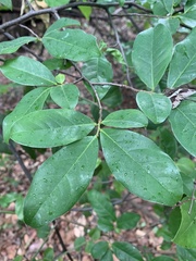 Artabotrys brachypetalus