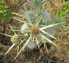 Eryngium glomeratum