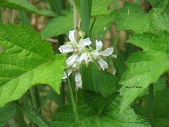 Rubus crataegifolius