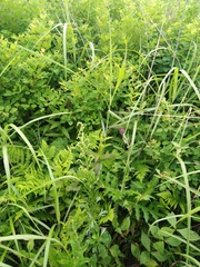 Artemisia manshurica