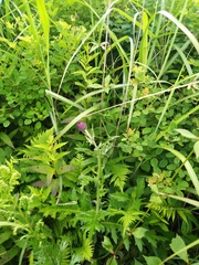 Cirsium maackii