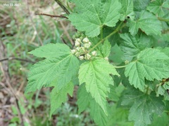 Rubus crataegifolius