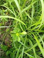 Artemisia manshurica