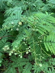 Senegalia schweinfurthii