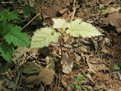 Rubus crataegifolius