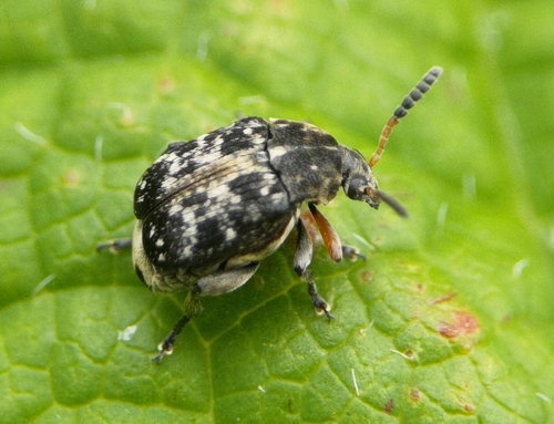 Representative image of Bruchus affinis