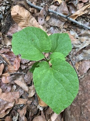 Pyrenacantha grandiflora