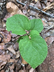 Pyrenacantha grandiflora