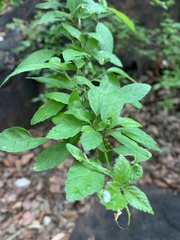 Acalypha glabrata glabrata