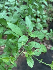Acalypha glabrata glabrata