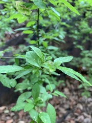 Acalypha glabrata glabrata