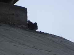 Falco peregrinus brookei