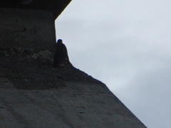 Falco peregrinus brookei