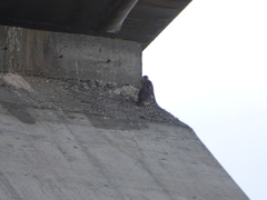 Falco peregrinus brookei