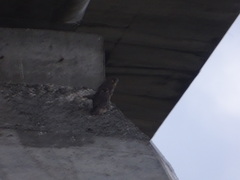 Falco peregrinus brookei