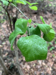 Catunaregam taylorii