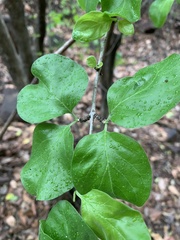 Catunaregam taylorii